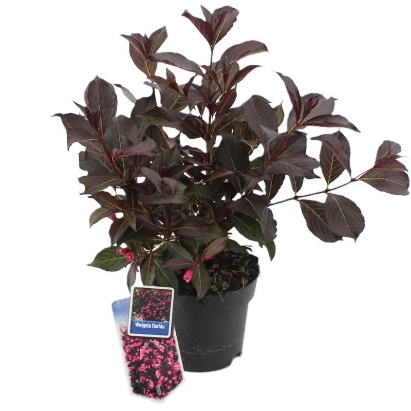 Krzewuszka cudowna 'Minor black ®' (Weigela florida) Sadzonka  (2).jpg