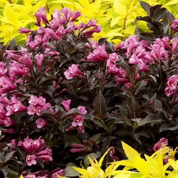 Krzewuszka cudowna 'Minor black ®' (Weigela florida) Sadzonka  (3).jpg