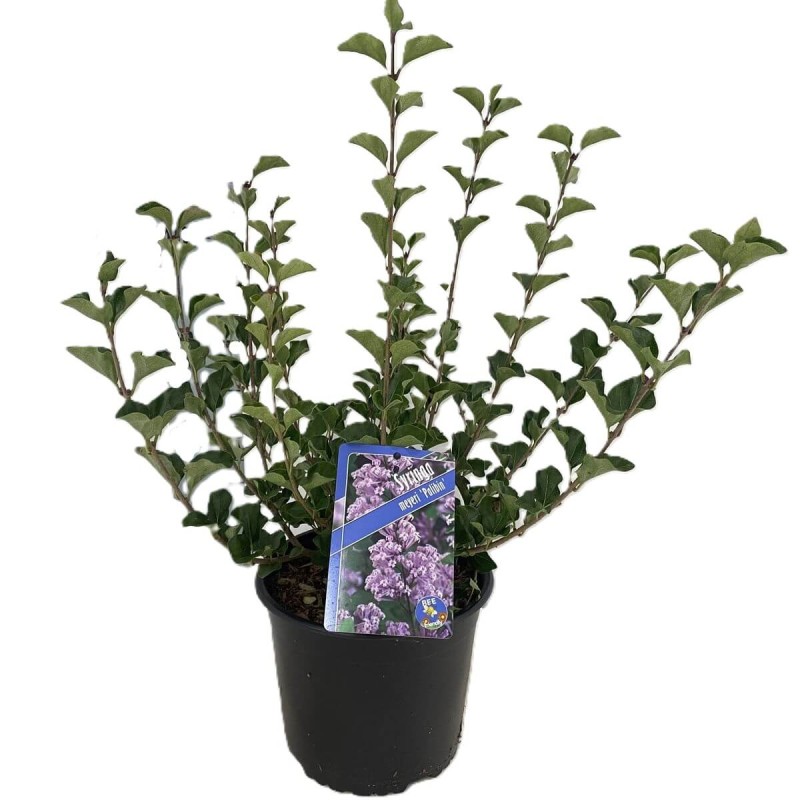 Lilak Majera PALIBIN (Syringa meyeri) Sadzonka C2 (1).jpg