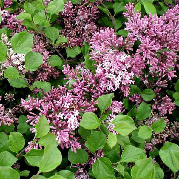 Lilak Majera PALIBIN (Syringa meyeri) Sadzonka C2 (4).jpg