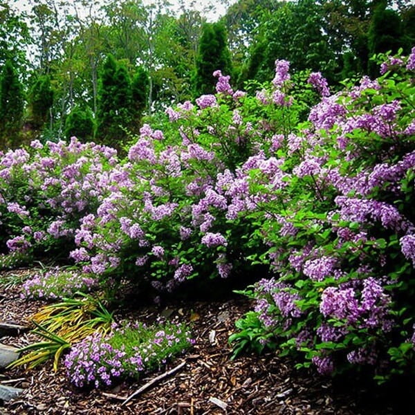 Lilak miniaturowy MISS KIM (Syringa patula) Sadzonka C2 (1).jpg