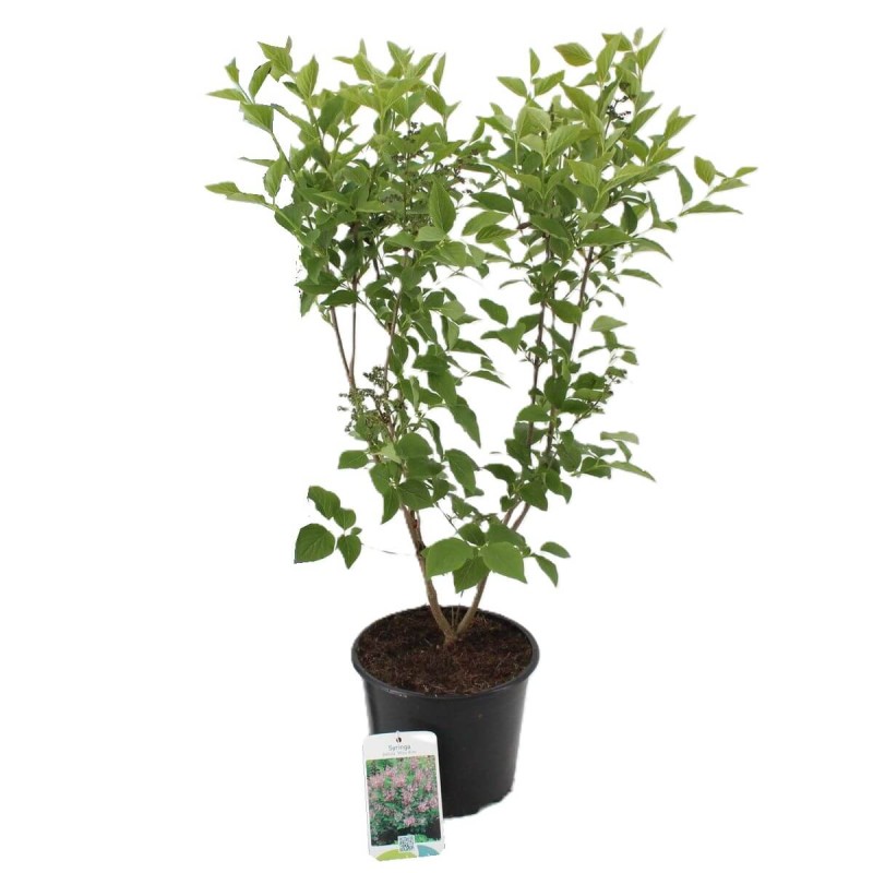Lilak miniaturowy MISS KIM (Syringa patula) Sadzonka C2 (2).jpg