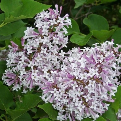 Lilak miniaturowy MISS KIM sadzonka C2