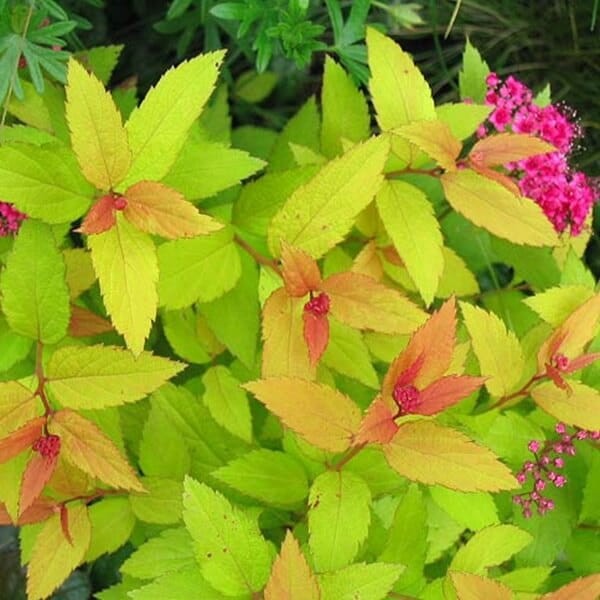 Tawuła Japońska 'Goldflame' (Spiraea japonica) Sadzonka.jpg
