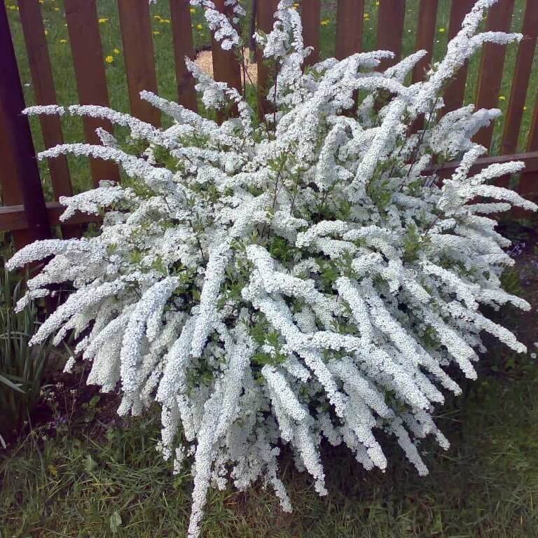 Tawuła szara GREFSHEIM (Spirea cinerea) Sadzonka C2 (2).jpg