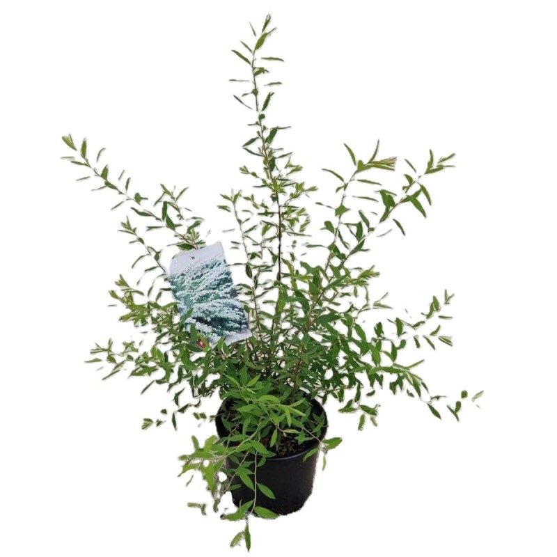 Tawuła szara GREFSHEIM (Spirea cinerea) Sadzonka C2 (3).jpg