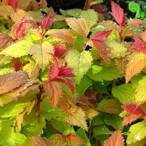 Tawuła Japońska Magic Carpet ® sadzonka