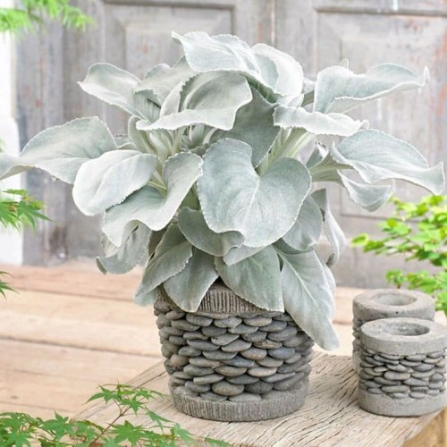 Starzec Angel Wing ® sadzonka C1