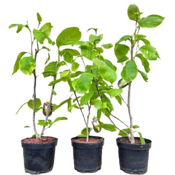 Magnolia denudata Yellow River Sadzonka 80100 cm (1).jpg