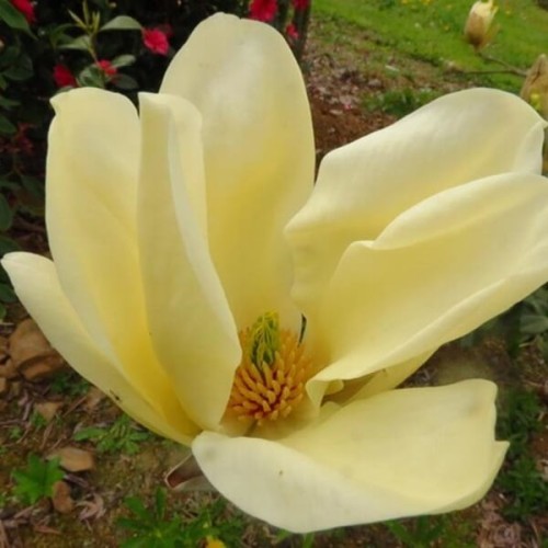 Magnolia denudata Yellow River sadzonka 80/100 cm