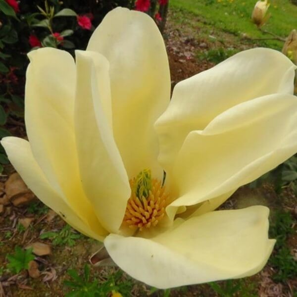 Magnolia denudata Yellow River Sadzonka 80100 cm (2).jpg