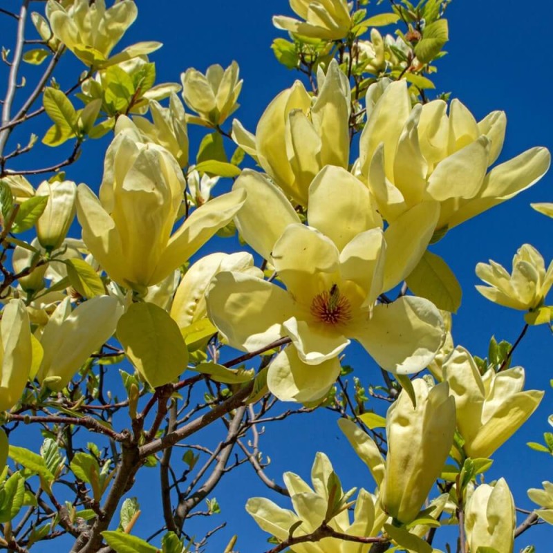 Magnolia denudata Yellow River Sadzonka 80100 cm (3).jpg