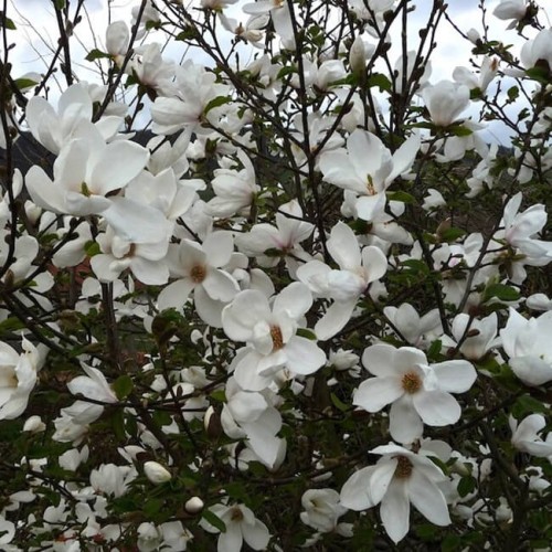 Magnolia ALBA SUPERBA sadzonka C1