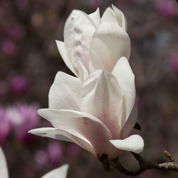 Magnolia ALBA SUPERBA (Magnolia ×soulangeana) Sadzonka C1 (2).jpg