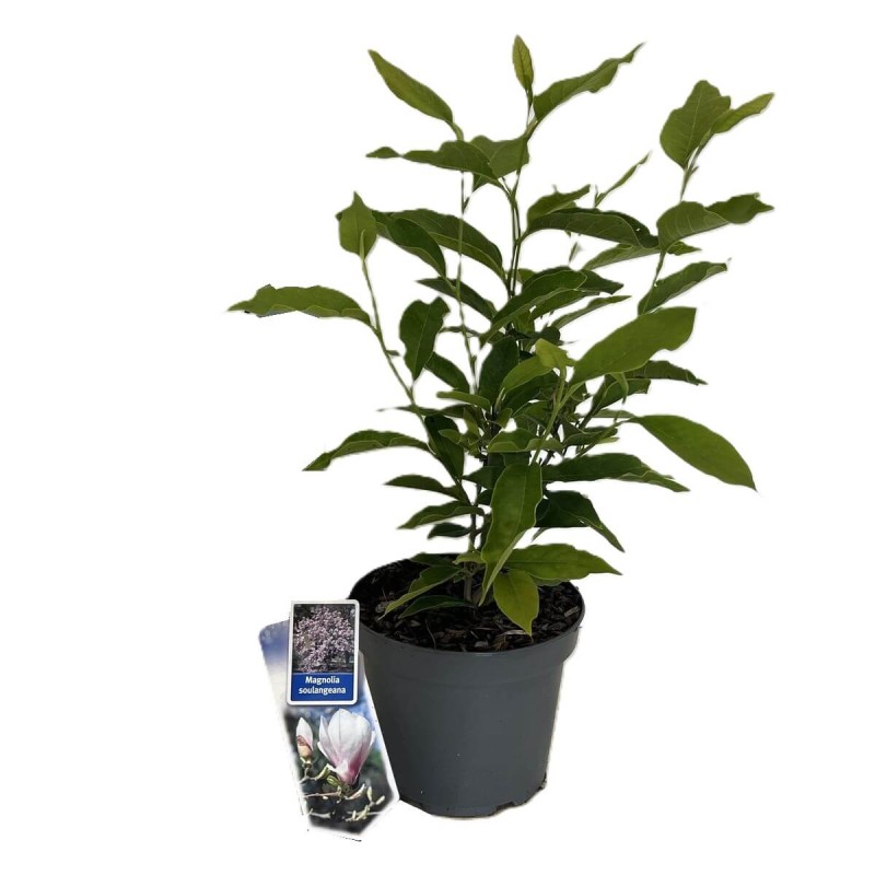 Magnolia ALBA SUPERBA (Magnolia ×soulangeana) Sadzonka C1 (3).jpg