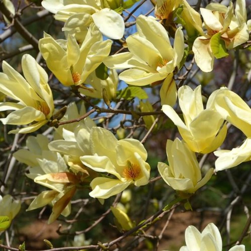 Magnolia Elizabeth sadzonka