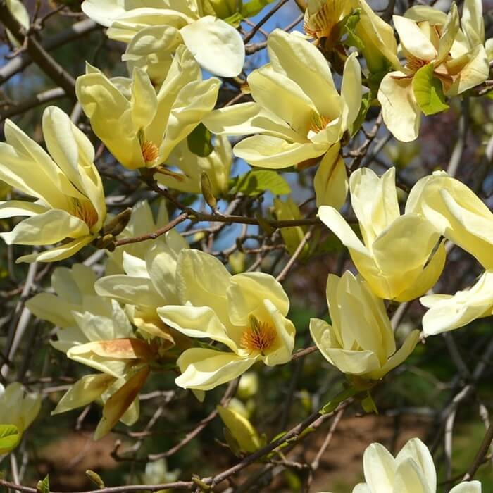 Magnolia 'Elizabeth' (Magnolia) Duża Sadzonka (1).jpg