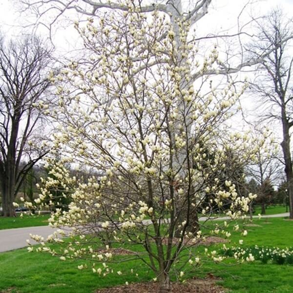Magnolia 'Elizabeth' (Magnolia) Duża Sadzonka (2).JPG