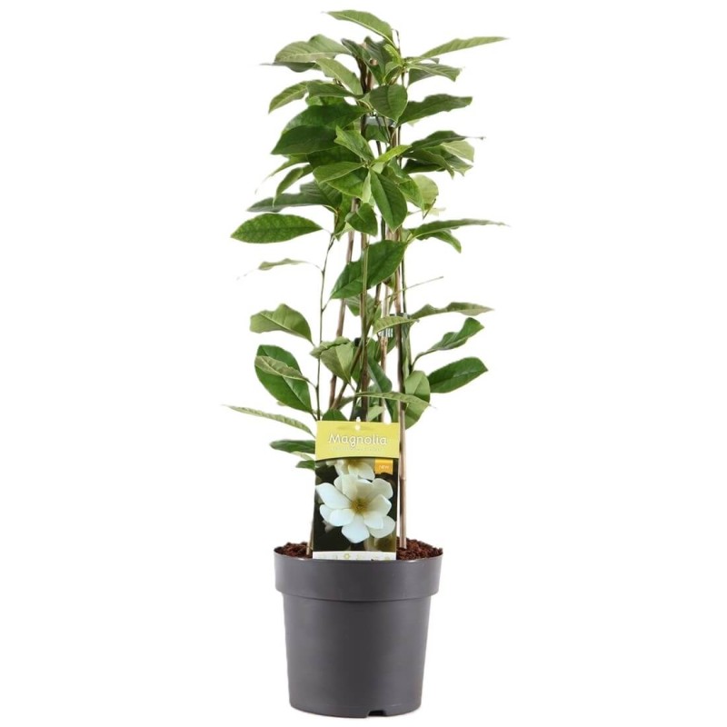 Magnolia 'Elizabeth' (Magnolia) Duża Sadzonka (3).jpg