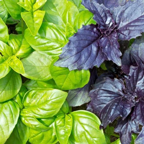 Kolekcja bazylii nasiona