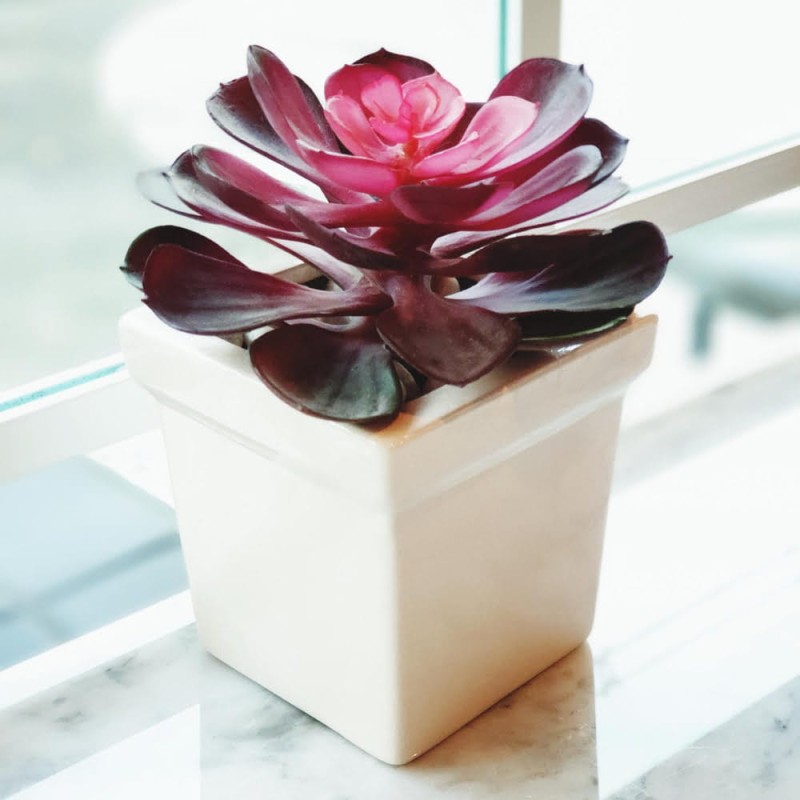 Echeveria purpusorum roslina domowa.jpg
