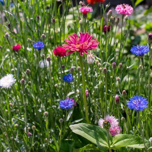 Kolekcja wiejski ogród nasiona