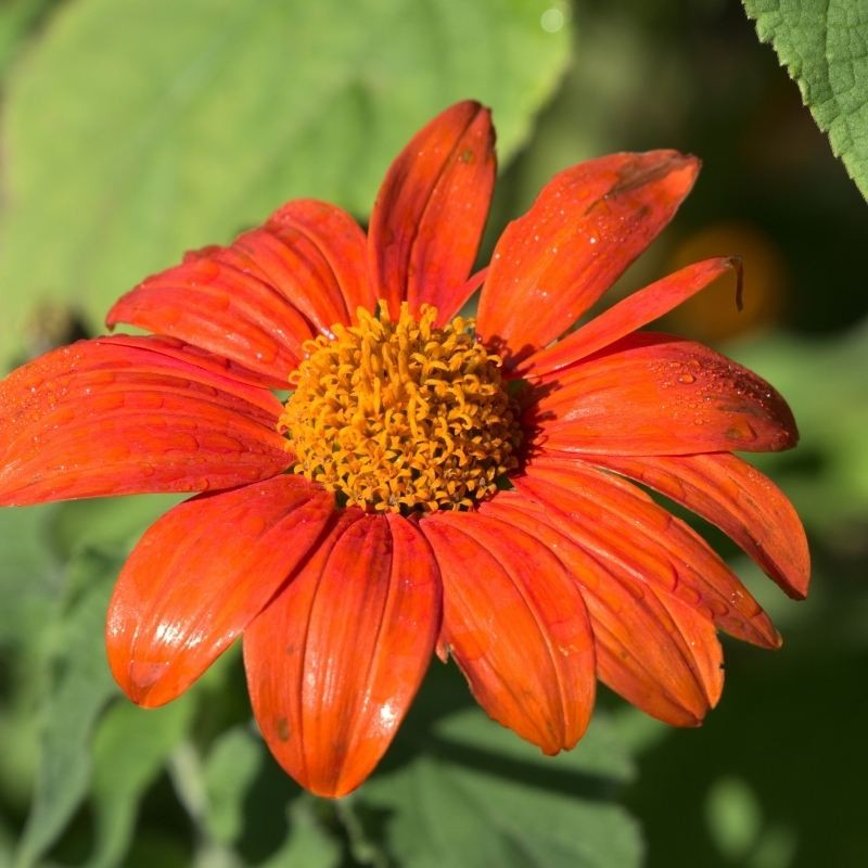 Titonia cynobrowa (Tithonia rotundifolia) nasiona 1g (1).jpg