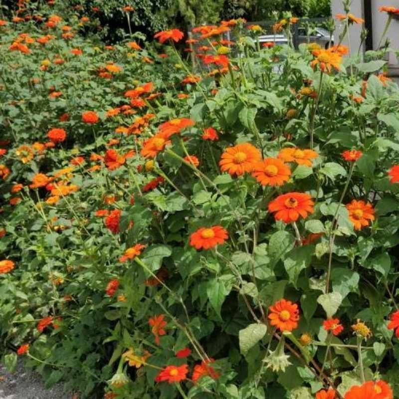 Titonia cynobrowa (Tithonia rotundifolia) nasiona 1g (3).jpg