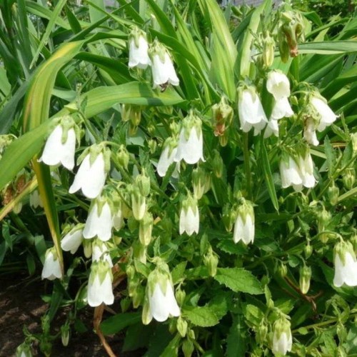 Zrostka Symfiandra nasiona 0,1g