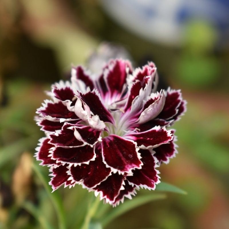 Goździk Chianti nasiona 0,1g (1).jpg