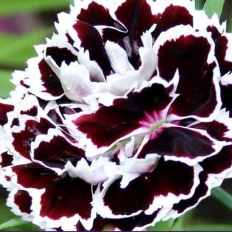 Goździk Chianti nasiona 0,1g (3).jpg