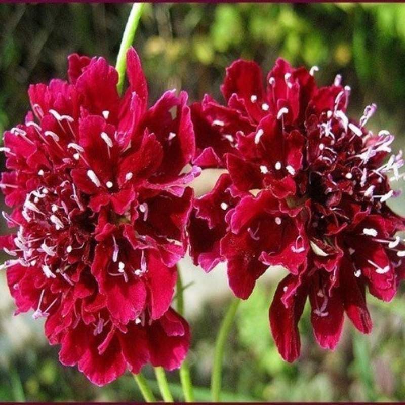 Drakiew, Wdówka nasiona 0,5g (1).jpg