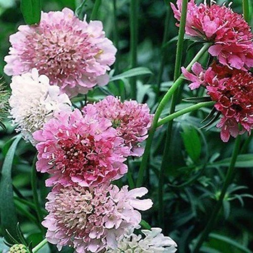 Drakiew Wdówka nasiona 0,5g