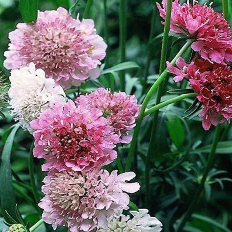 Drakiew, Wdówka nasiona 0,5g (3).jpg