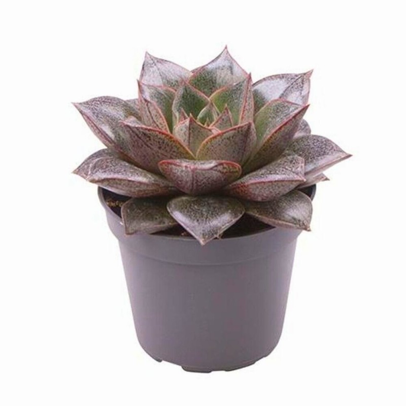Echeveria purpusorum sadzonka.jpg