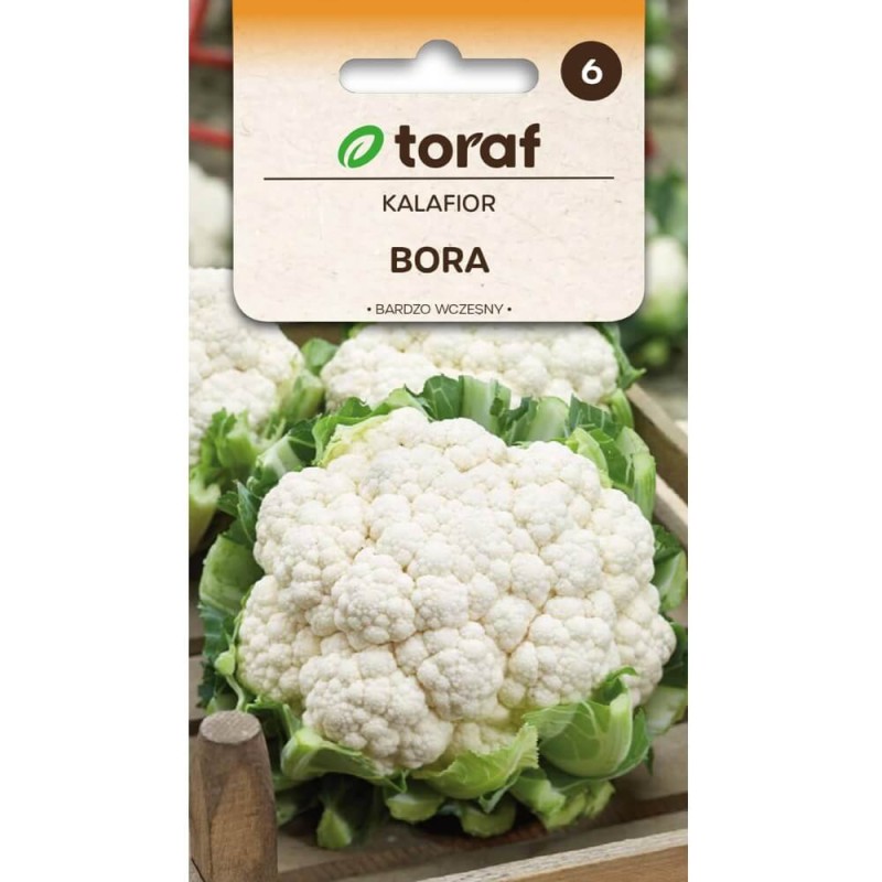 kalafior bora nasiona (3).jpg.jpg