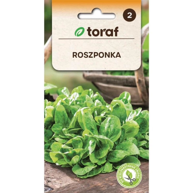 Roszponka nasiona xxl (2).jpg.jpg