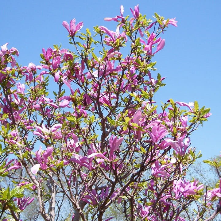 Magnolia SUSAN (Magnolia) Sadzonka C1  (1).jpg