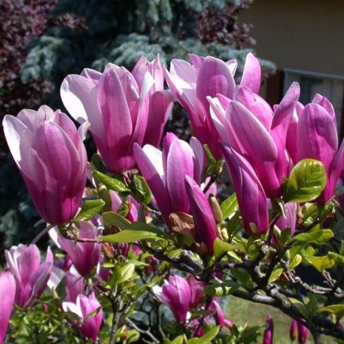 Magnolia SUSAN sadzonka C1