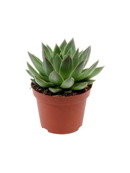 Eszeweria sadzonka p12 cena