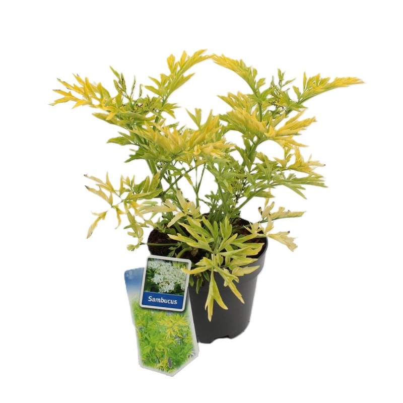 Bez koralowy SUTHERLAND GOLD (Sambucus racemosa) Sadzonka C2 (1).jpg