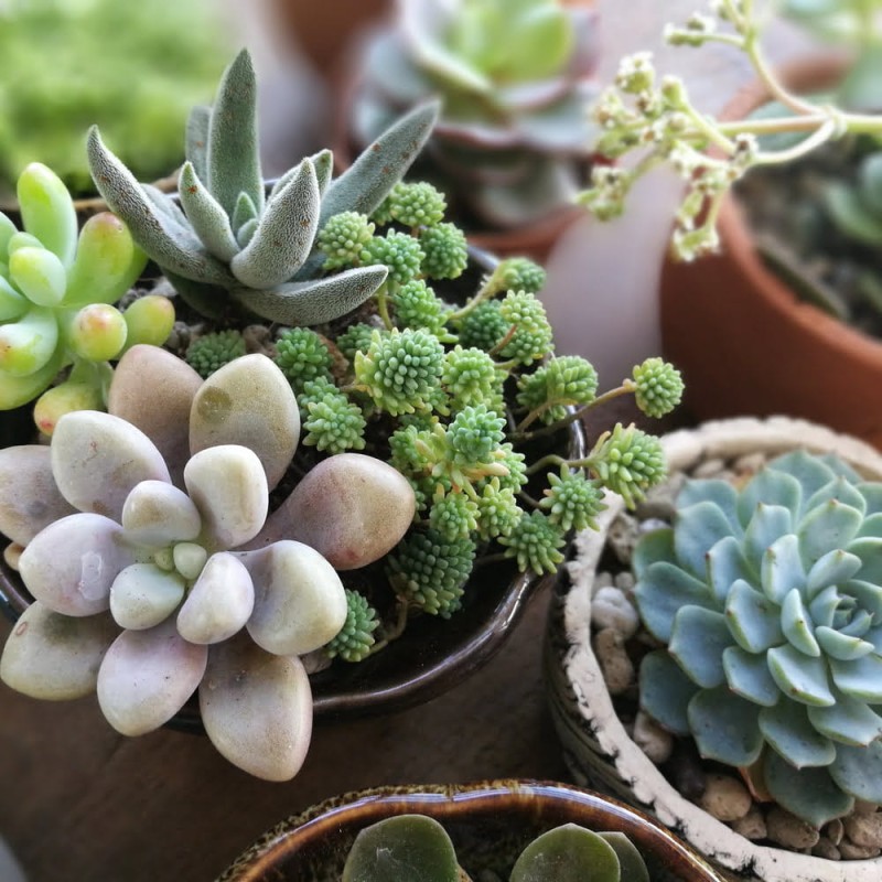 echeveria p12 sukulenty uprawa w domu.jpg