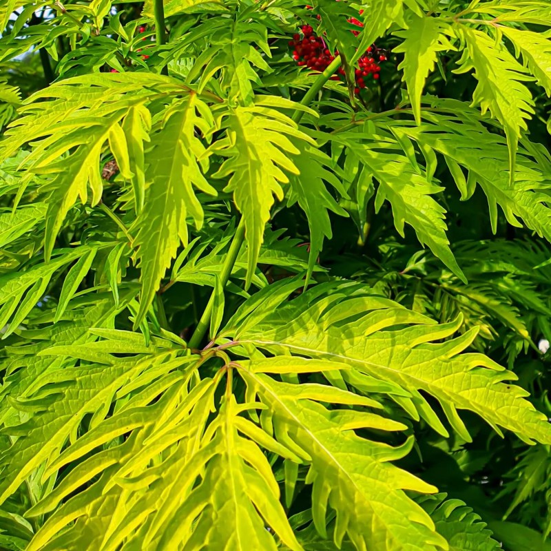 Bez koralowy SUTHERLAND GOLD (Sambucus racemosa) Sadzonka C2 (2).jpg