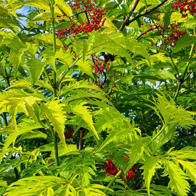 Bez koralowy SUTHERLAND GOLD (Sambucus racemosa) Sadzonka C2 (3).jpg