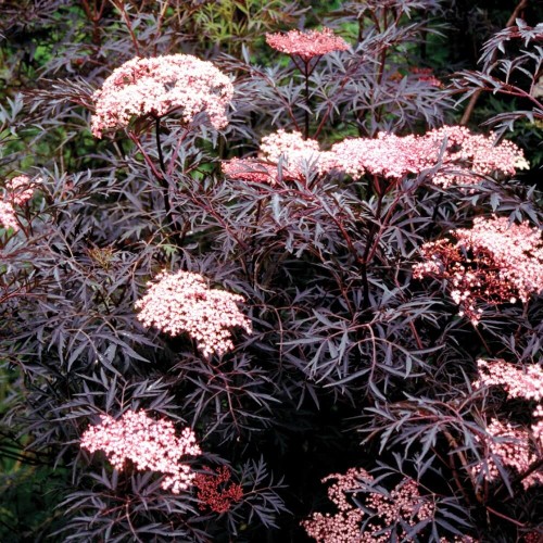 Bez czarny BLACK LACE 3 letnia sadzonka C3/C5