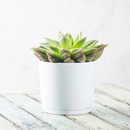 Eszeweria roślina domowa P12