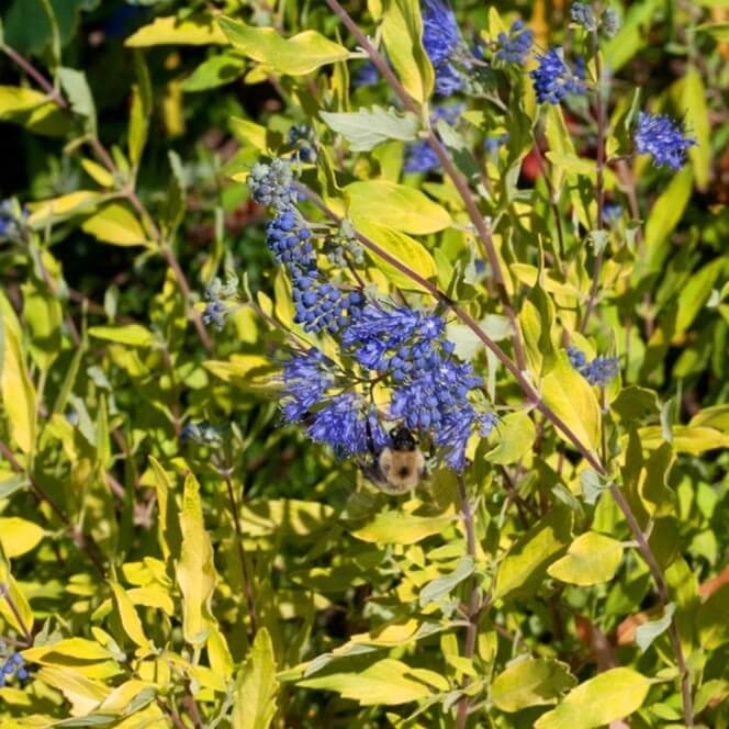 Barbula WORCESTER GOLD (Caryopteris clandonensis) Sadzonka C3 (2).jpg