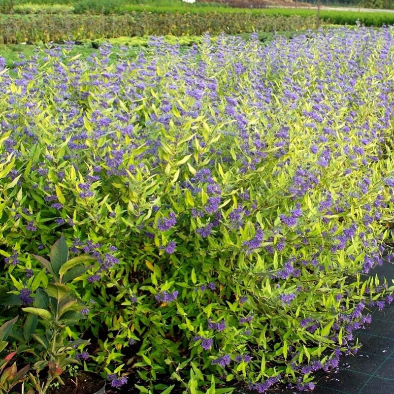 Barbula WORCESTER GOLD (Caryopteris clandonensis) Sadzonka C3 (1).JPG