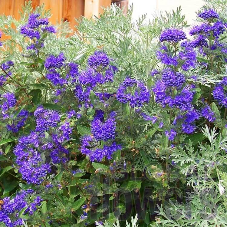 Barbula Klandońska DARK KNIGHT (Caryopteris clandonensis) Sadzonka C2 (2).jpg