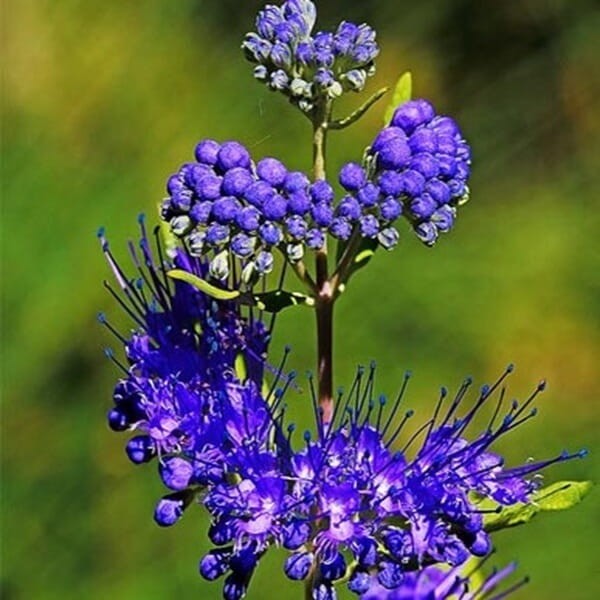 Barbula Klandońska DARK KNIGHT (Caryopteris clandonensis) Sadzonka C2 (3).jpg